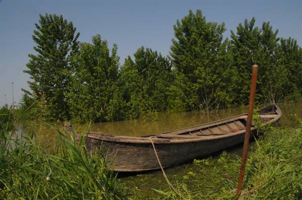 Old wooden boat stranded among reeds and poplars along a green canal