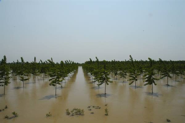 Rows of young trees submerged in muddy floodwater under hazy daylight