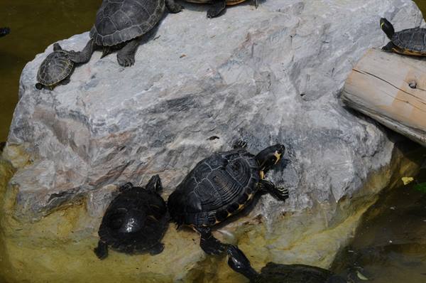 Turtles basking on a gray rock and log in green water