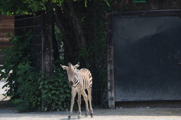 Zebra foal standing on gravel beside a dark fence with ivy