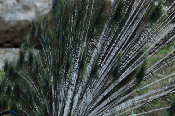 Peacock tail fanned open, blue and green iridescent feathers among rocks