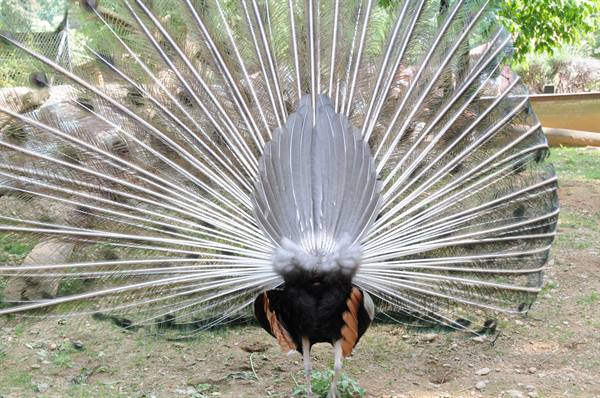 Peacock from behind with fanned tail among grass and trees