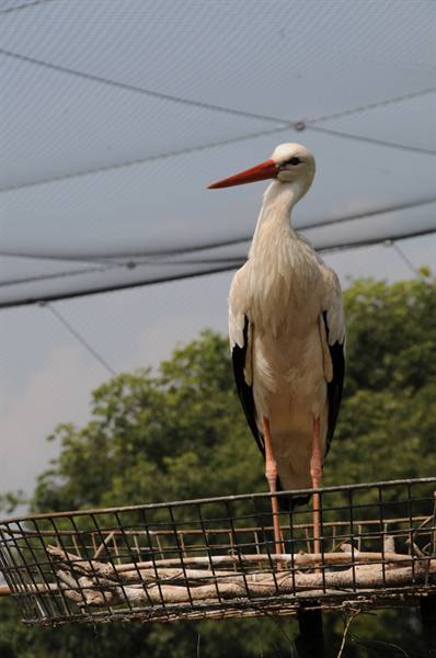 White stork standing on a twig nest, protective netting and green trees behind