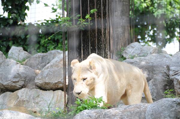 White lioness walks among gray rocks near the zoo enclosure bars