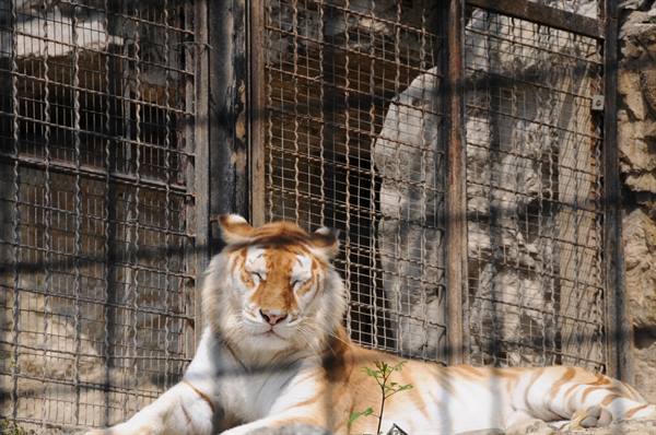Golden tiger lying at the zoo, eyes closed, behind rusty wire mesh