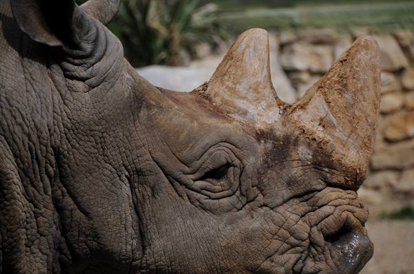 Close-up of a two-horned rhinoceros in front of a stone wall