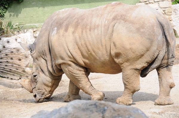 Rhino sniffing the sandy ground near a rock wall