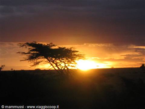 Acacia tree silhouetted against the setting sun, orange sky and dark clouds over savanna