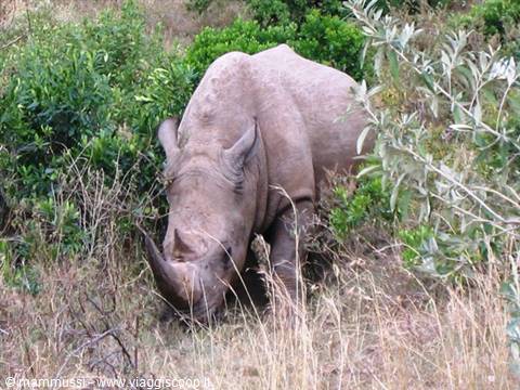Grey rhinoceros grazing among green bushes and dry savanna grass