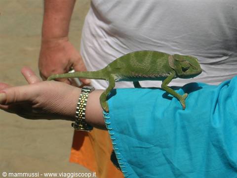 Green chameleon perched on a tourist's arm wearing a silver watch