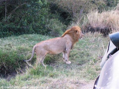 Male lion standing in green grass beside a safari vehicle