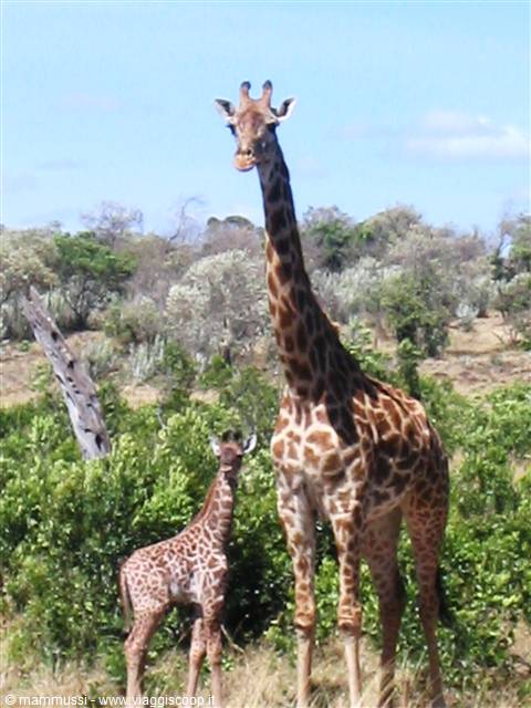 Mother giraffe with calf standing among green bushes and trees