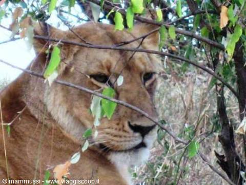 Lioness resting among green leafy branches, watchful gaze in daylight