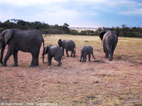 Herd of elephants with calves walking across dry grass and trees in savanna