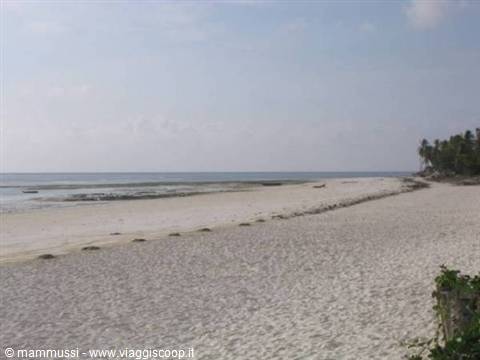 White sand beach with palm trees on the right at low tide