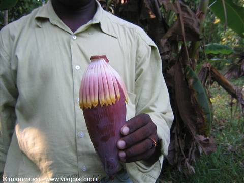 Man in green shirt holding a banana flower among banana plants