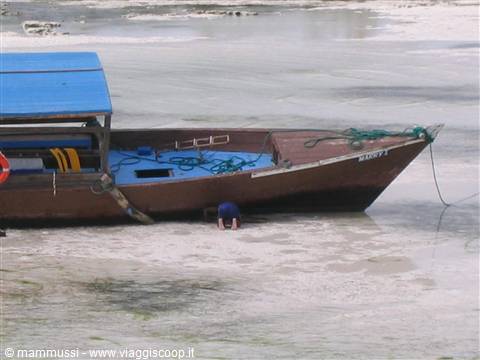 Wooden boat grounded on sand with blue canopy during low tide