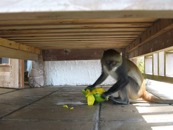The friendly little monkey