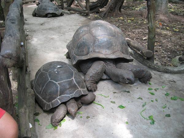 Giant tortoises at Prison Island