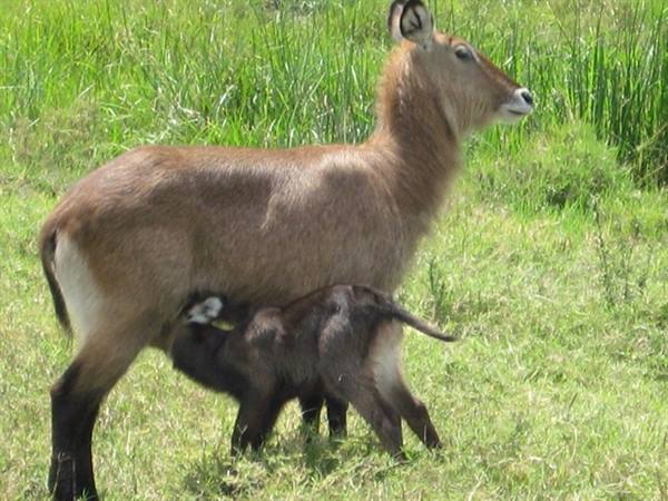 Mother Moose feeds her baby - Masai mara - August 2008