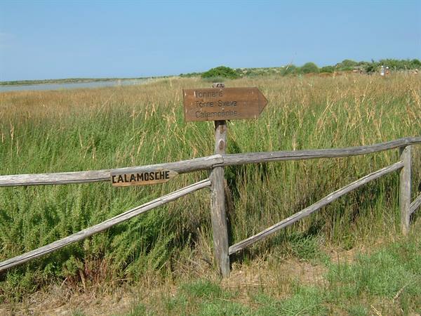 The reserve