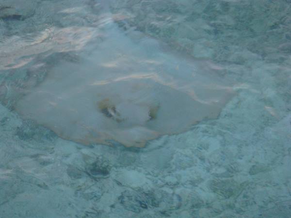 a manta ray