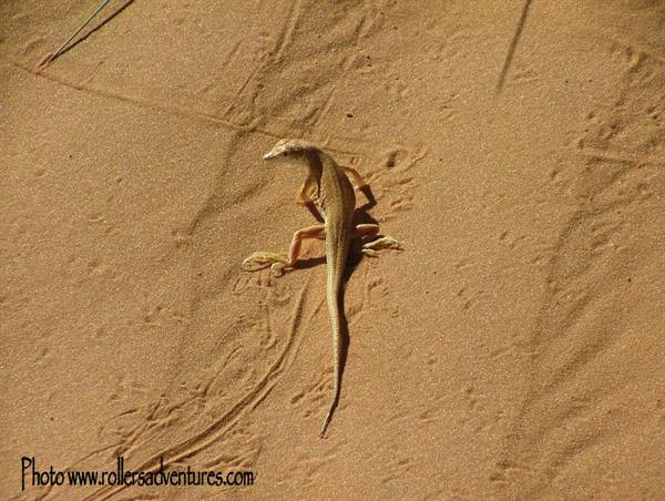 Sand lizard