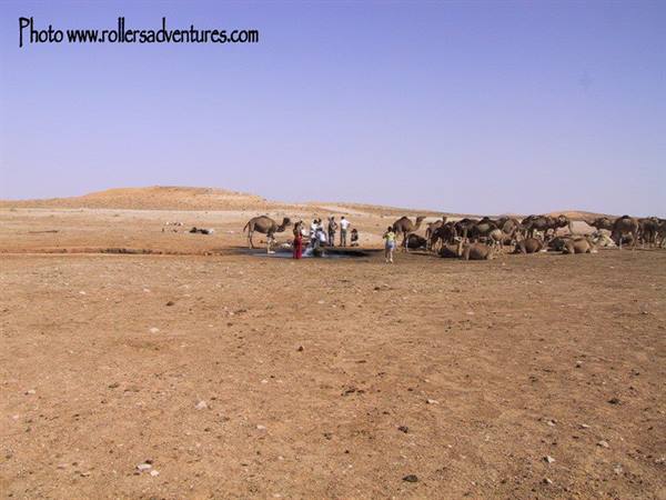 Dromedaries