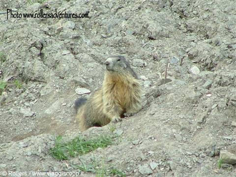 Marmots