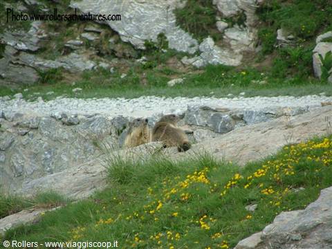 Marmots