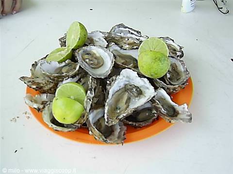 oysters