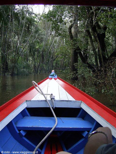 in search of the piranhas