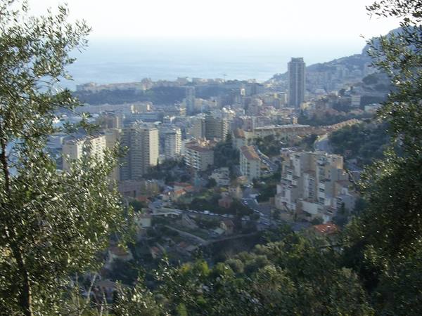 Monaco through the trees: skyscrapers and sea in morning light