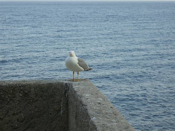 Seagull standing on a concrete wall facing the blue sea