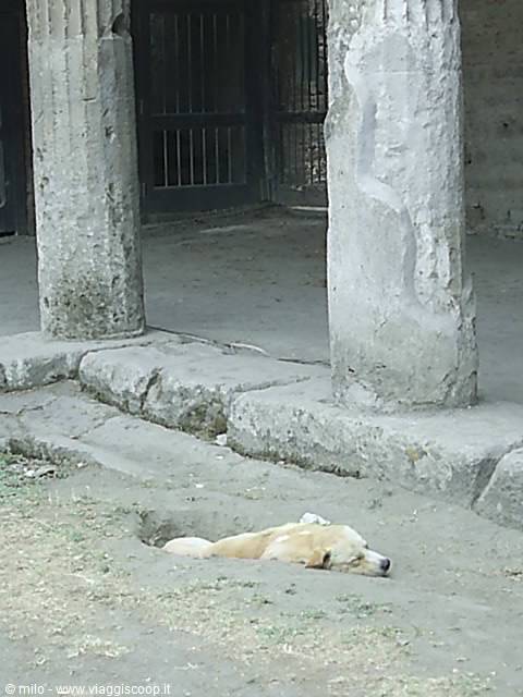 pompeii, an inhabitant of the archaeological site