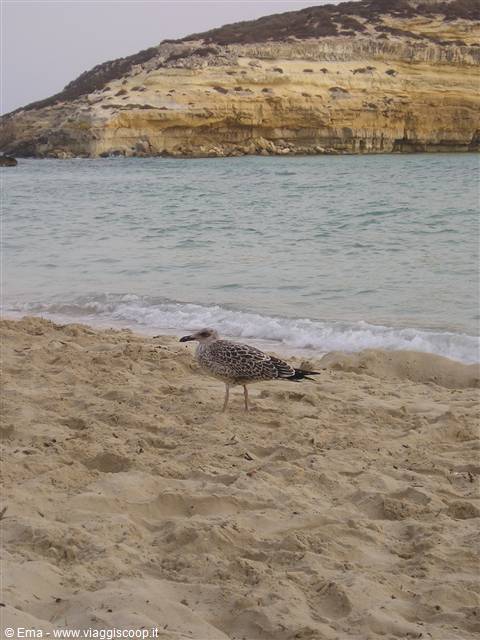 Seagull on the sand in front of white cliffs, Rabbit Beach, Lampedusa