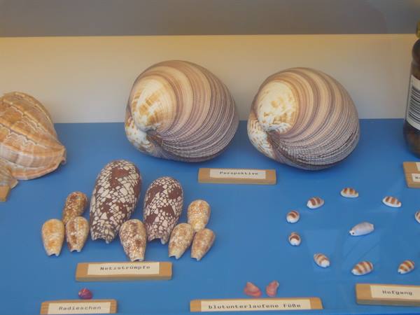 SPIEKEROOG SHELL MUSEUM