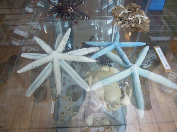 SPIEKEROOG SHELL MUSEUM