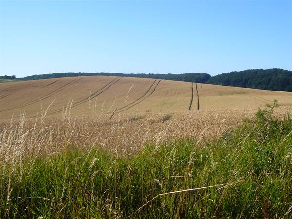 FIELDS TOWARDS SASSNITZ