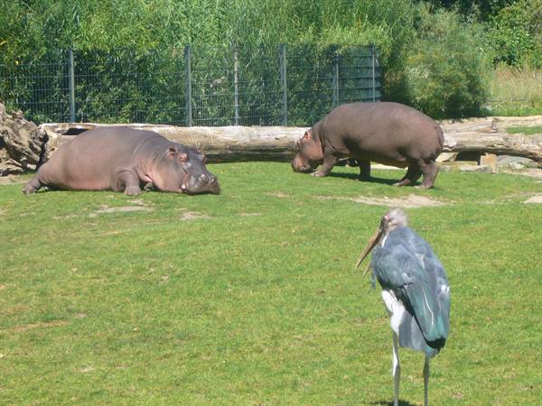 BERLIN THE ZOO