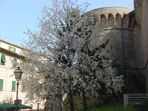 Blossoming tree in front of Volterra's Medici fortress, houses with green shutters