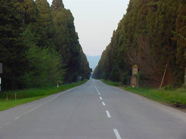 THE CYPRESSES THAT FROM BOLGHERI  ...
