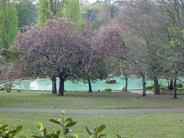 Pink blooming trees in front of a green pool in a park