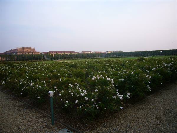 White rose bushes blooming in the gardens of Venaria Reale palace