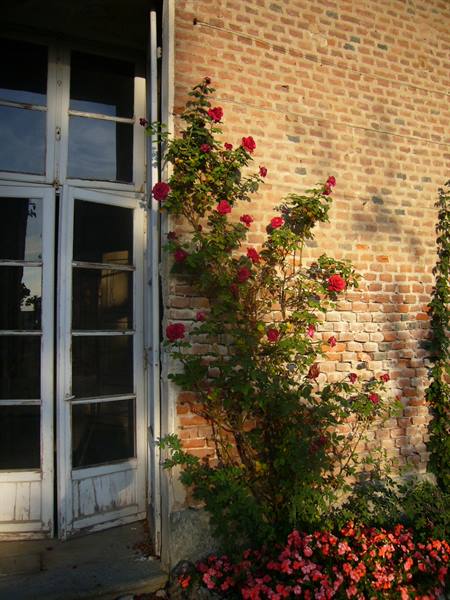 Climbing rose in bloom on brick wall beside white glass door