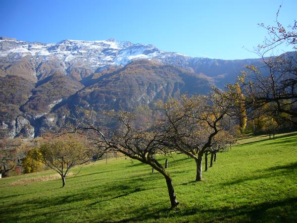 Bare fruit trees on green meadow beneath snowy mountains, clear blue sky