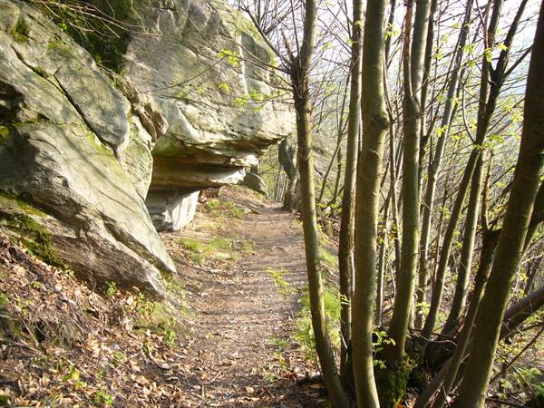 Trail beside moss-covered sandstone rock among beech trees