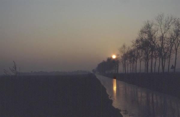 Low sun reflecting on wet road, rows of bare trees in fog