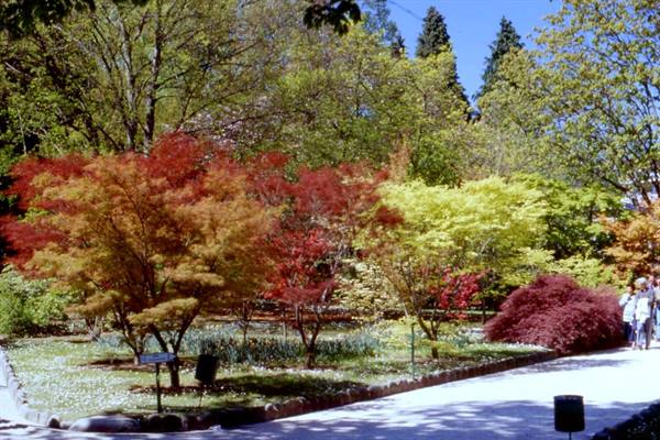 Red and yellow maple trees blooming in the garden, visitors strolling under the sun