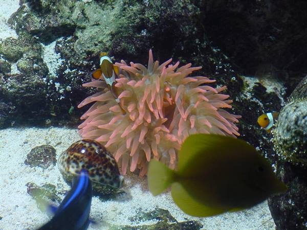 Pink sea anemone with clownfish and yellow tang in a tank